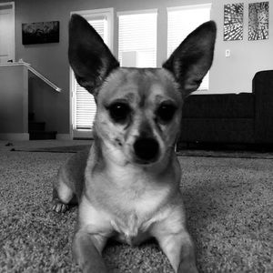 Meet your Posher, Anthony